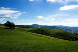 paisaje selva negra