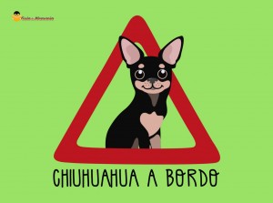 Chihuahua a bordo