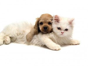 El perro y el gato son dos de las mascotas que pueden ingresar a Alemania